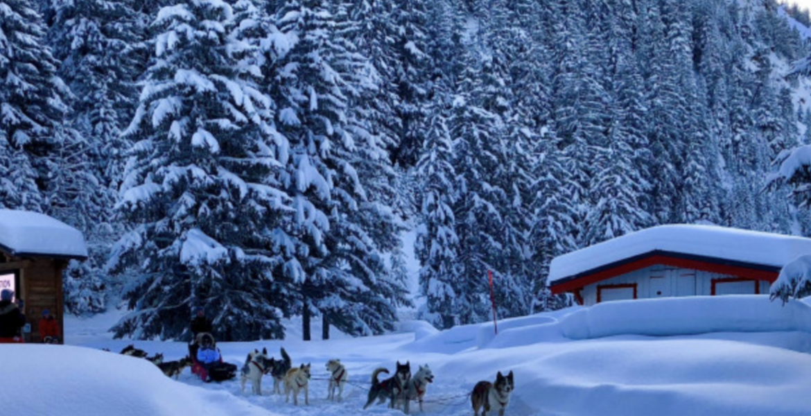Частное ночное катание на собачьих упряжках в Куршевеле