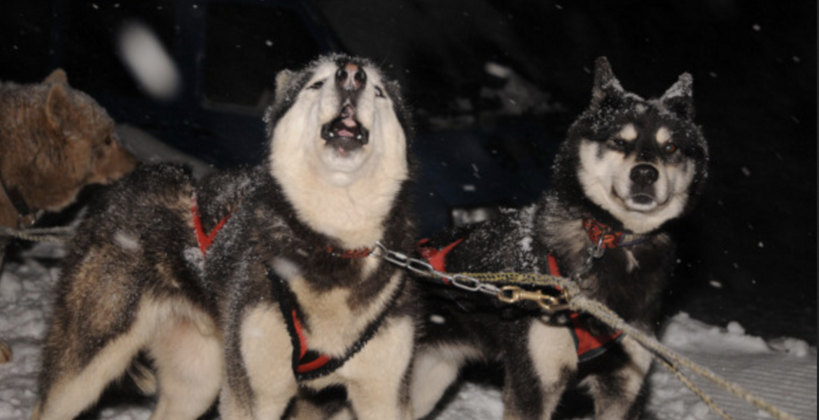 Частное ночное катание на собачьих упряжках в Куршевеле