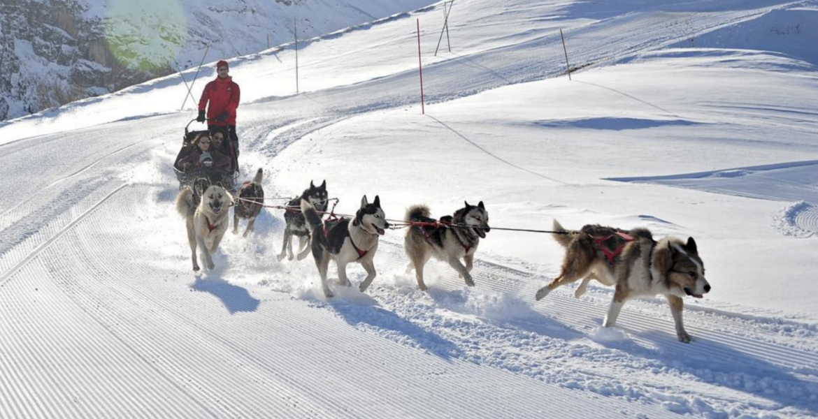 Trineo de Perros en Courchevel 1850