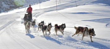 Trineo de Perros en Courchevel 1850