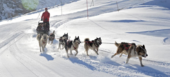 Trineo de Perros en Courchevel 1850