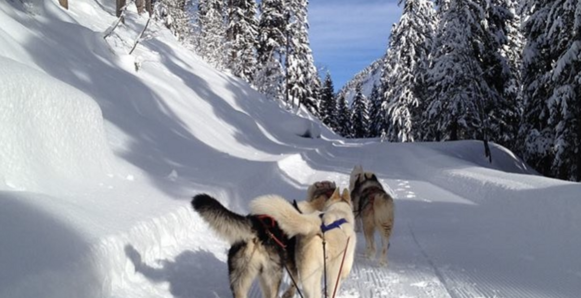 Trineo de Perros en Courchevel 1850
