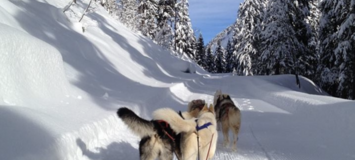 Trineo de Perros en Courchevel 1850