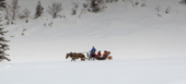 Horse-Drawn Carriage Rides in Courchevel & Méribel