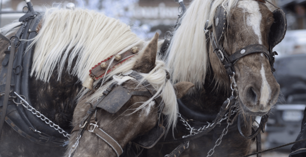 Horse-Drawn Carriage Rides in Courchevel & Méribel