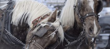 Horse-Drawn Carriage Rides in Courchevel & Méribel