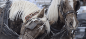 Horse-Drawn Carriage Rides in Courchevel & Méribel