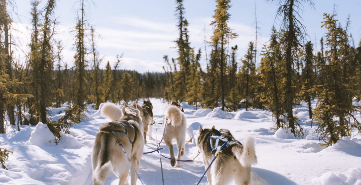 Частное ночное катание на собачьих упряжках в Куршевеле