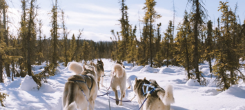 Частное ночное катание на собачьих упряжках в Куршевеле